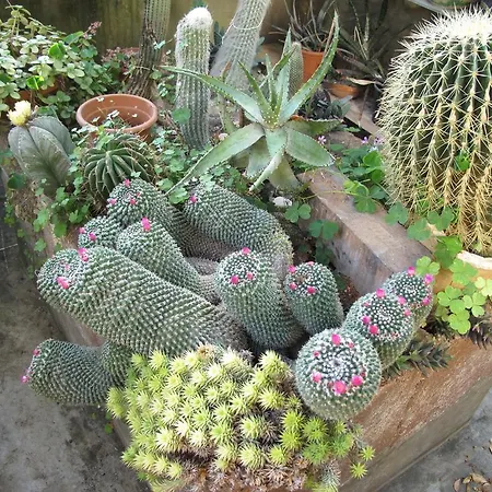 Maria Bilicic Ragusa